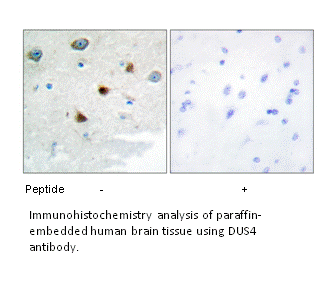 Product image for DUSP4 Antibody