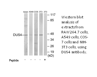 Product image for DUSP4 Antibody