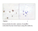 Product image for JIP2 Antibody