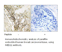 Product image for MED21 Antibody