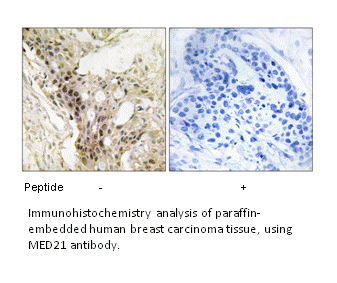 Product image for MED21 Antibody