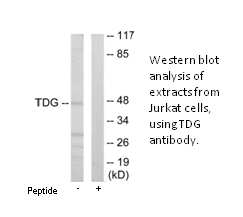 Product image for TDG Antibody