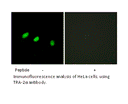 Product image for TRA-2&alpha; Antibody