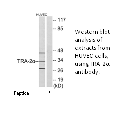 Product image for TRA-2&alpha; Antibody