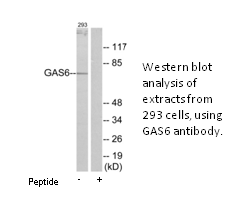 Product image for GAS6 Antibody