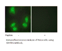Product image for CDK5R1 Antibody