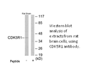 Product image for CDK5R1 Antibody