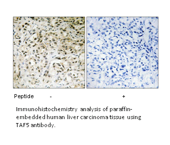 Product image for TAF5 Antibody
