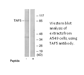 Product image for TAF5 Antibody