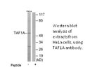Product image for TAF1A Antibody