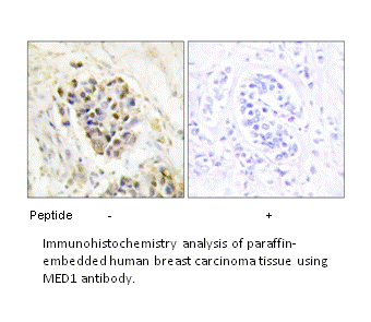Product image for MED1 Antibody