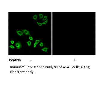 Product image for RhoH Antibody
