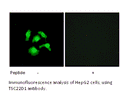 Product image for TSC22D1 Antibody