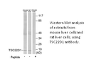 Product image for TSC22D1 Antibody