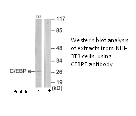 Product image for CEBPE Antibody