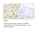 Product image for MAPK3 Antibody