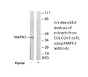 Product image for MAPK3 Antibody