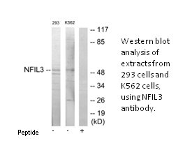Product image for NFIL3 Antibody
