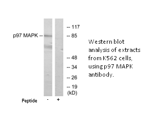 Product image for p97 MAPK Antibody