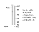 Product image for AAK1 Antibody