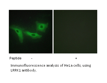 Product image for LRRK1 Antibody