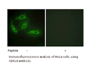 Product image for CDKL4 Antibody