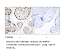 Product image for STEAP4 Antibody