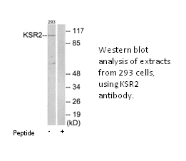 Product image for KSR2 Antibody