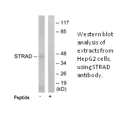 Product image for STRAD Antibody