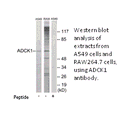 Product image for ADCK1 Antibody