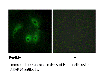 Product image for AKAP14 Antibody