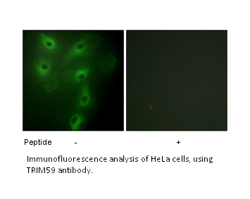 Product image for TRIM59 Antibody