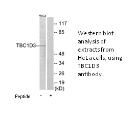 Product image for TBC1D3 Antibody
