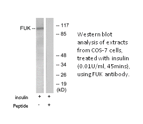 Product image for FUK Antibody