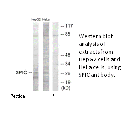 Product image for SPIC Antibody