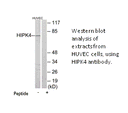 Product image for HIPK4 Antibody