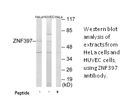 Product image for ZNF397 Antibody