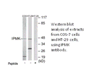 Product image for IPMK Antibody