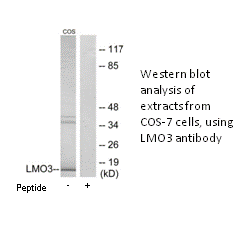 Product image for LMO3 Antibody