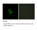 Product image for PARD3 Antibody