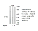 Product image for DOK4 Antibody
