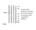 Product image for GRK7 Antibody