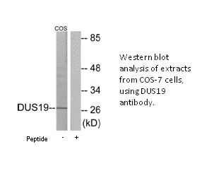 Product image for DUSP19 Antibody