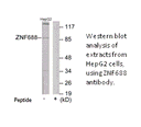 Product image for ZNF688 Antibody