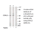Product image for CDKL2 Antibody