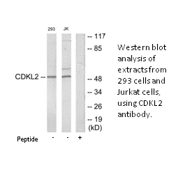 Product image for CDKL2 Antibody