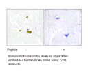 Product image for EZH1 Antibody