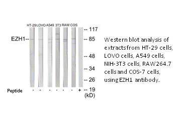 Product image for EZH1 Antibody
