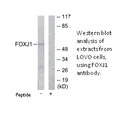 Product image for FOXJ1 Antibody