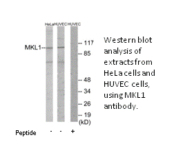 Product image for MKL1 Antibody